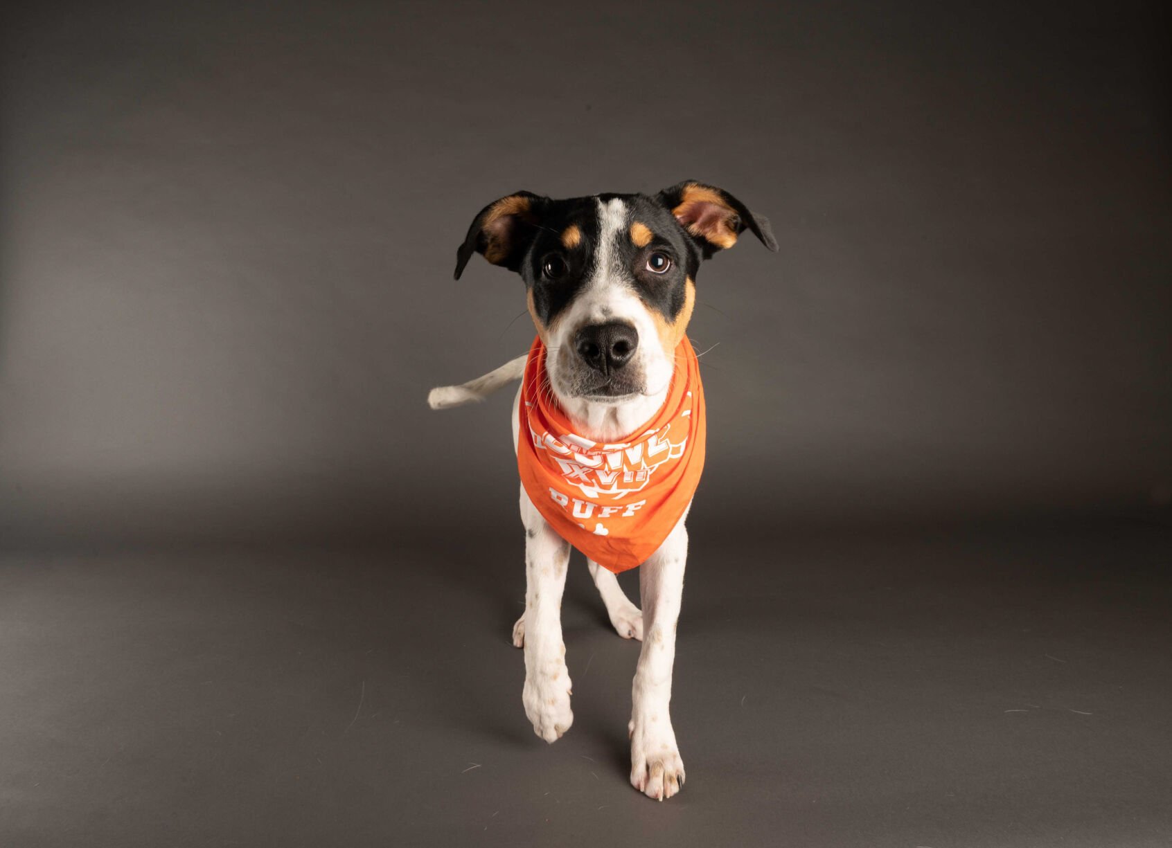 PUPPY BOWL XVII